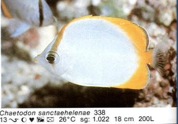 Chaetodon sanctaehelenae